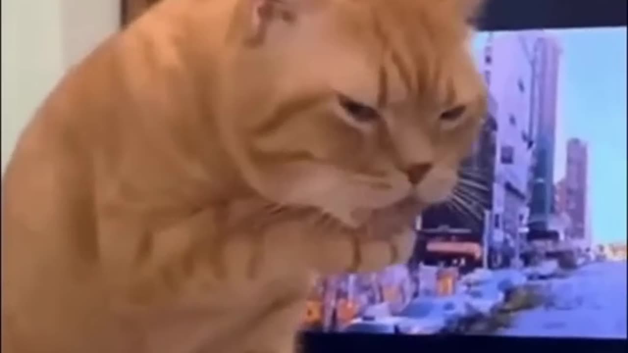 funny animal
