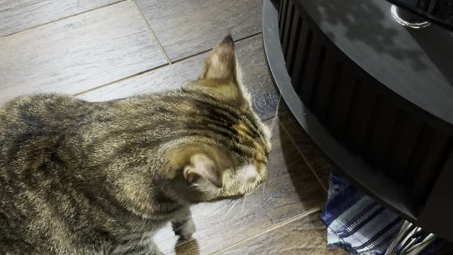 Cat Eats Treat with Two Paws