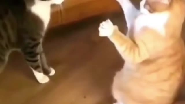 🙀😻Funny Cat Compilation Random 😅 🤣 😀 #Shortvideo