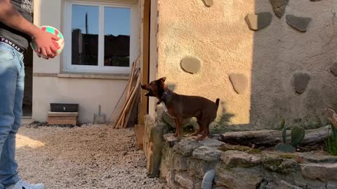 Adorable Jack Russell Terrier Playing Volleyball