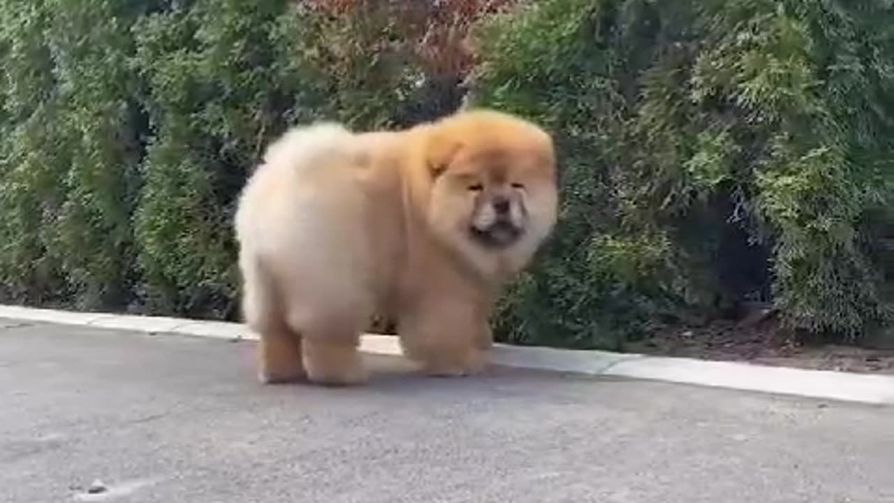 Cute puppy 🐕