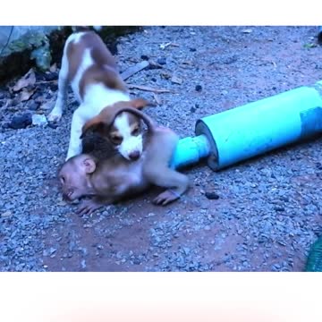 Little Dog Try To Be Superdog