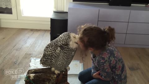 Little Girl and Owl Are BFF