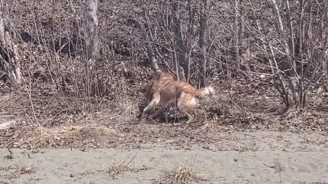 Funny Golden Retrievers at the Beach