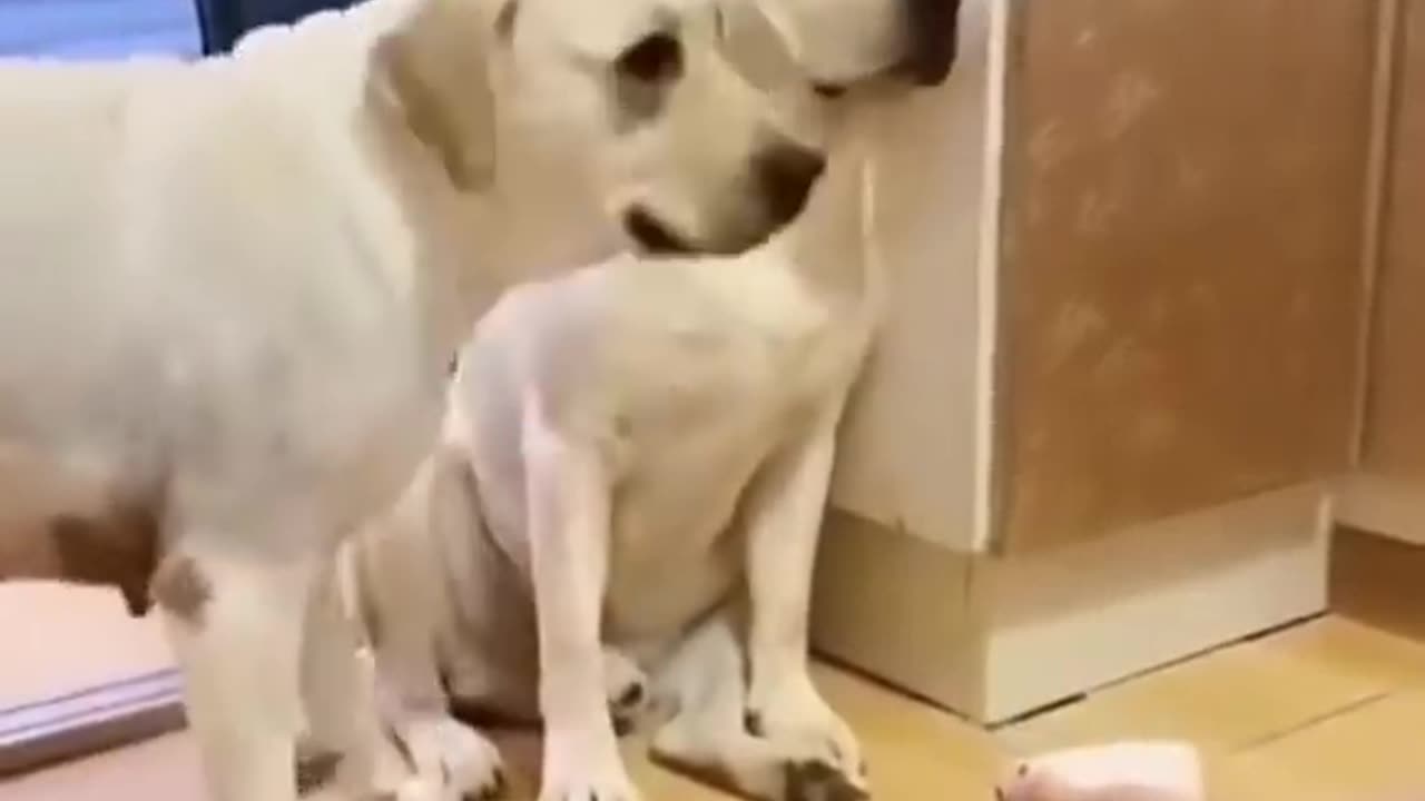 FUNNY LABRADORS