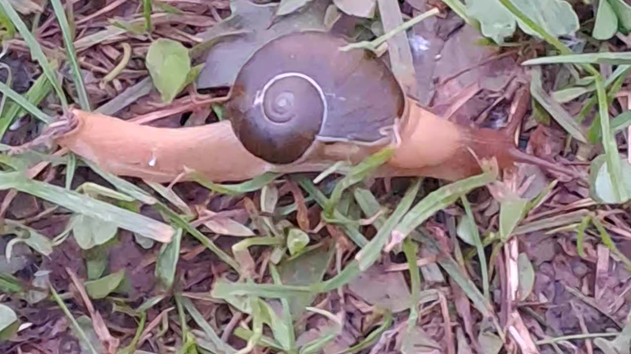 Snail in the garden