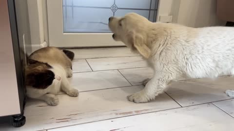 Golden Retriever Puppy Confused by New Cat