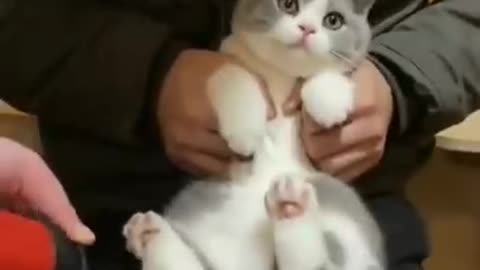 Funny and cut cats short