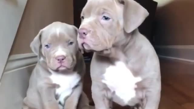 A pair of dogs, father and son, lining up together