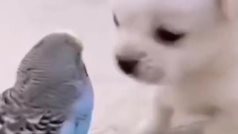 Cute dog