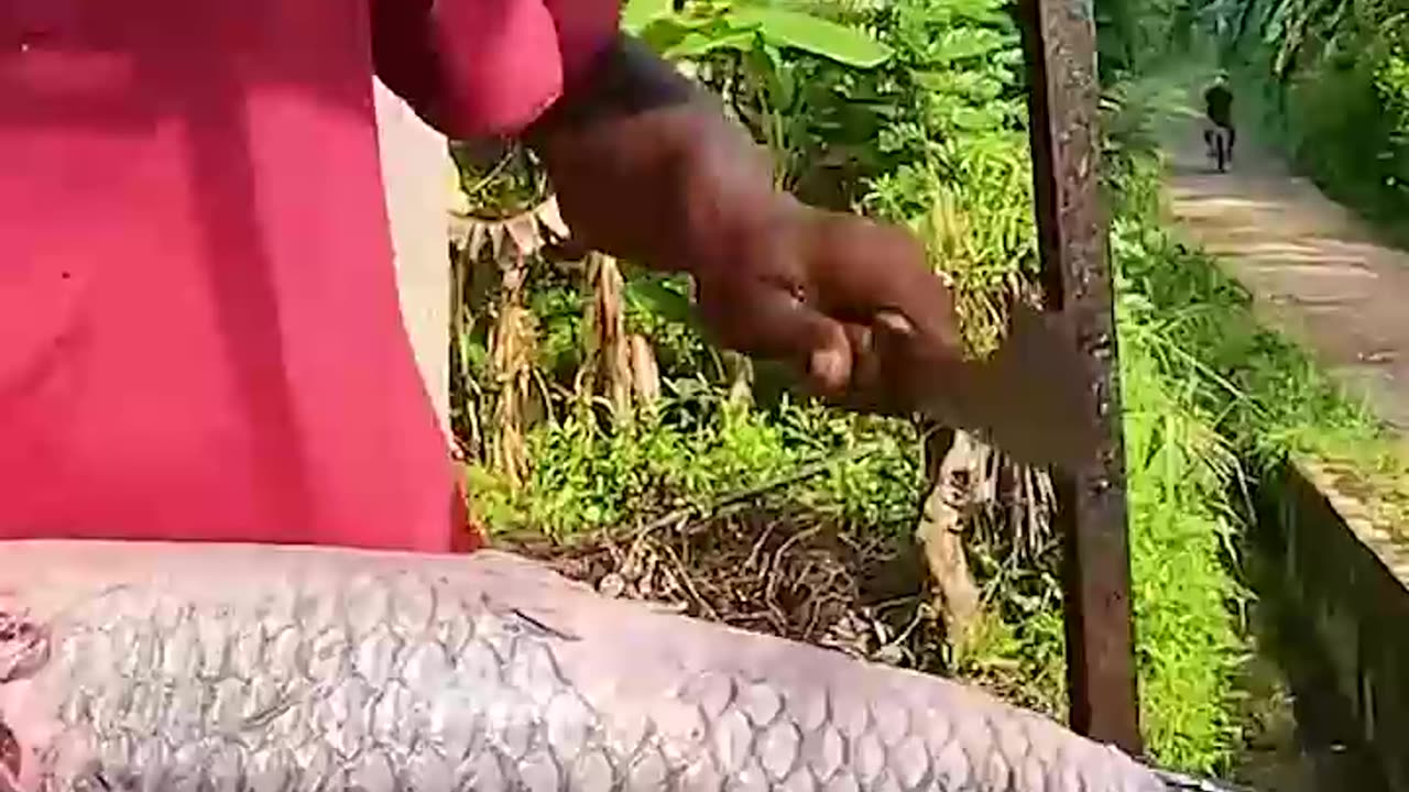 15Kg Catla Fish Cutting