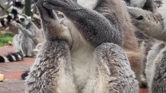 lemurs