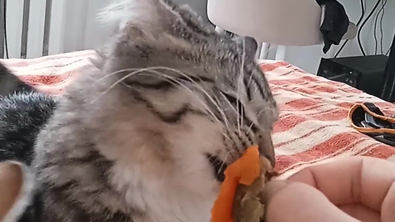 Cat eating persimmon