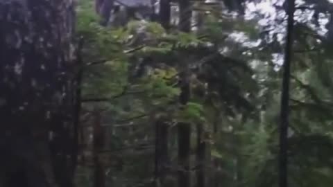 Wildlife