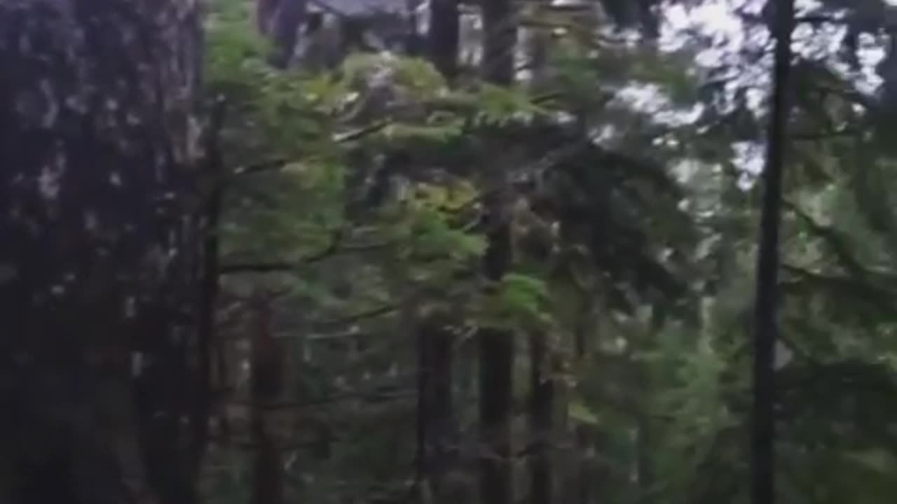 Wildlife