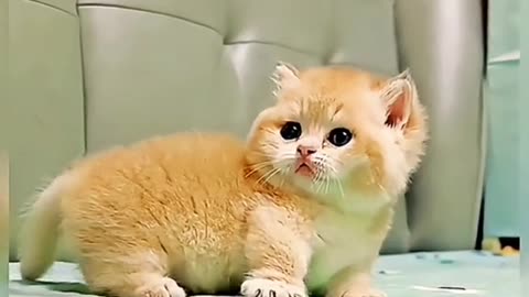 Cute and funny cat video.
