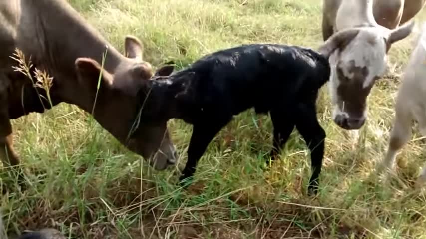 Newborn baby Calf - Help! Who's my mommy