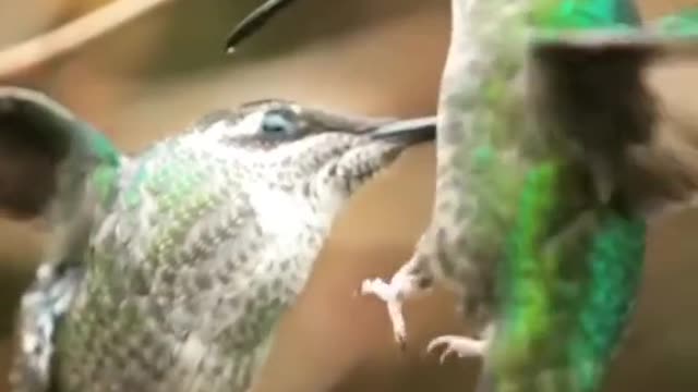 bird slow motion