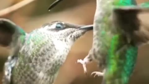 bird slow motion