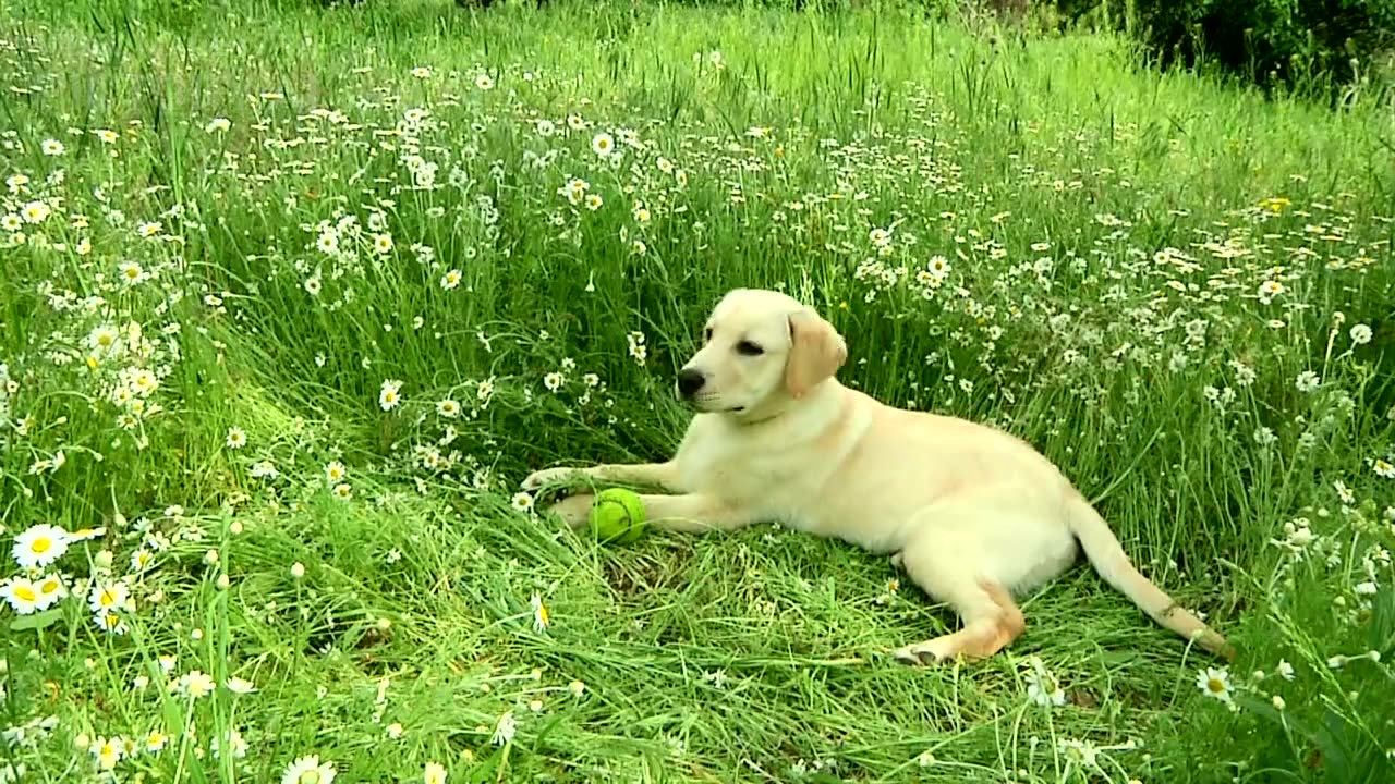 Puppy Training Basics Book