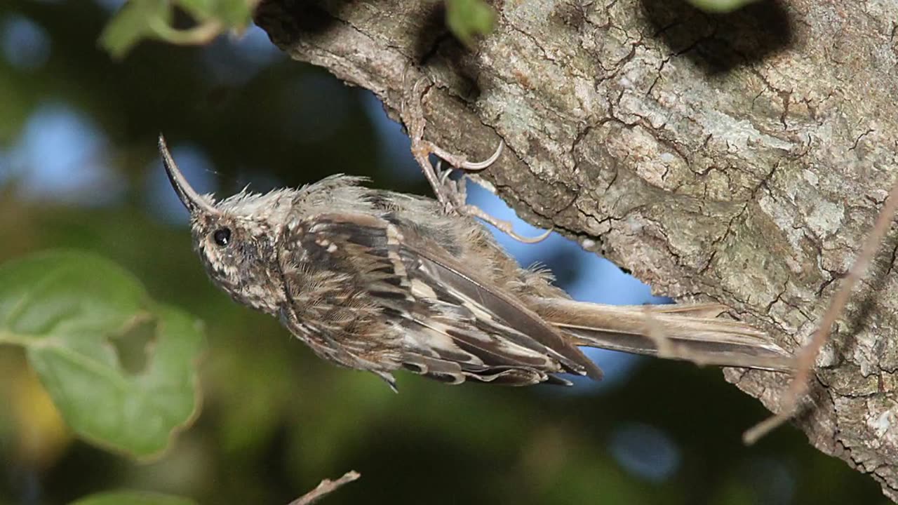 Brown Creeper Bird Sound Video