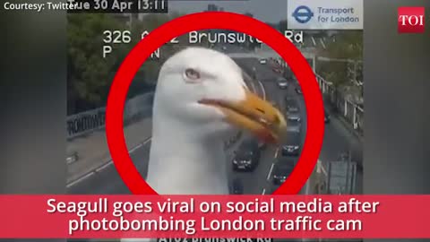 VIRAL: Seagull photobomber