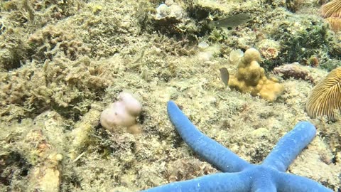 Snorkeling in the Morning