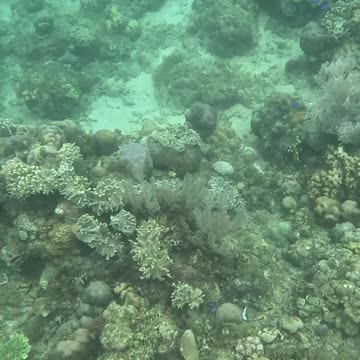 Unveiling Underwater Wonders, A Snorkeling Adventure