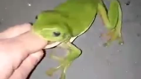 Frog🐸 Tries to eat woman