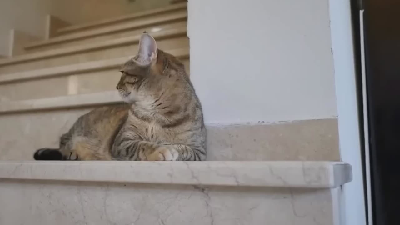 Beautiful video of cat || cute and funny cat compilation // Meow cat /awow animals || baby of cat .