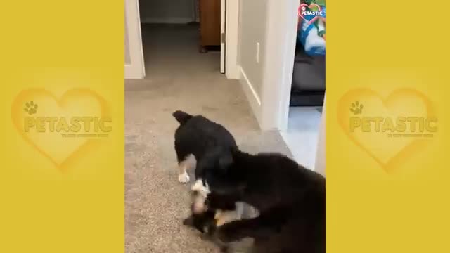 Angry Cats Vs Funny Dogs Try Not To Laugh 😅😅😅