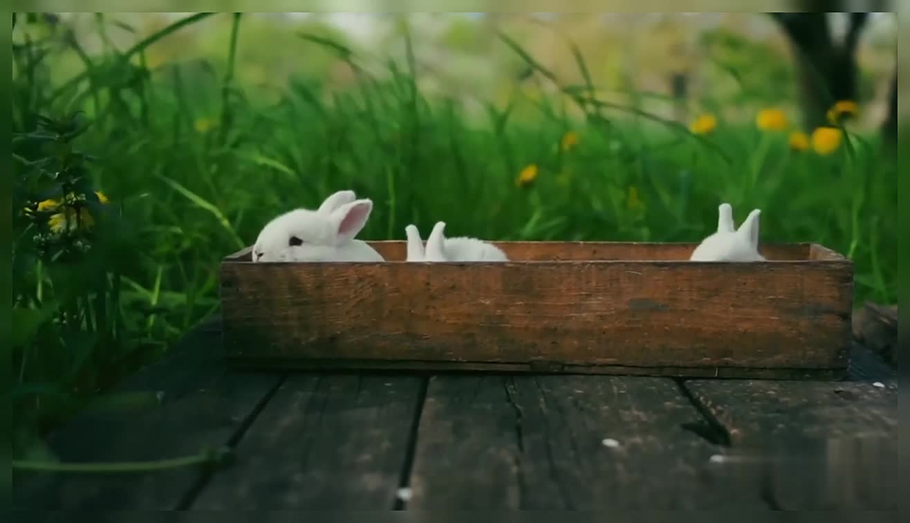 Rabbits In A Brown Wooden Container Adorable Cute White Rabbits Cute Animals Nature