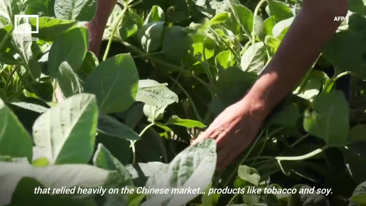 China's decision to cancel some of its corn purchases from the US