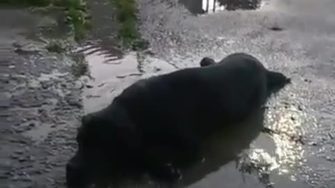 Dog cools off in most adorable way possible