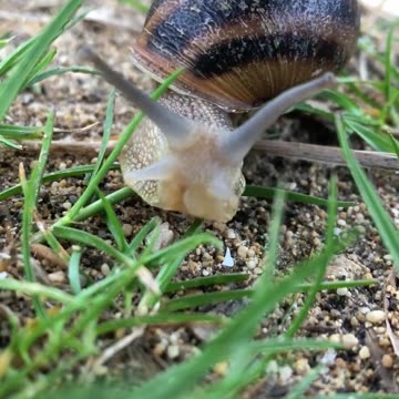 THE MAGIC OF SNAILS 😍