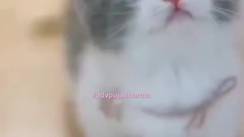 Funny Cats