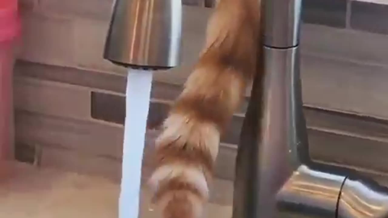 cat pouring water with its tail