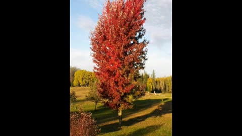 Progression of a maple tree losing it's leaves in the Fall