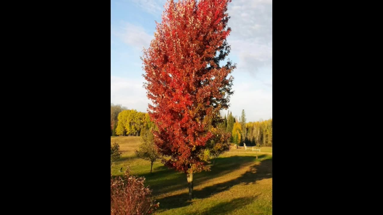 Progression of a maple tree losing it's leaves in the Fall