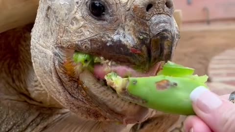 Nom nom nom 🐢✨💕 happy Thursday