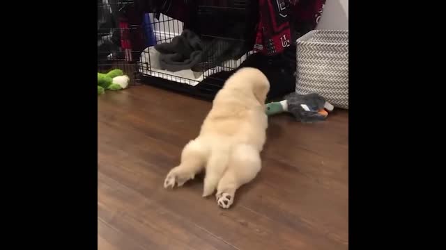 Cute and Funny Cat Dog