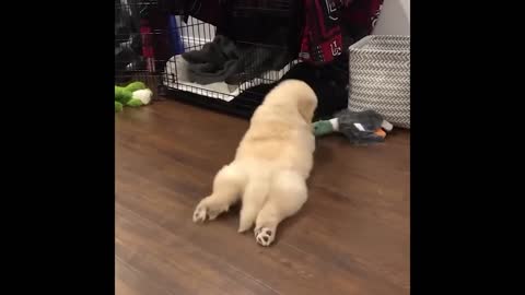 Cute and Funny Cat Dog