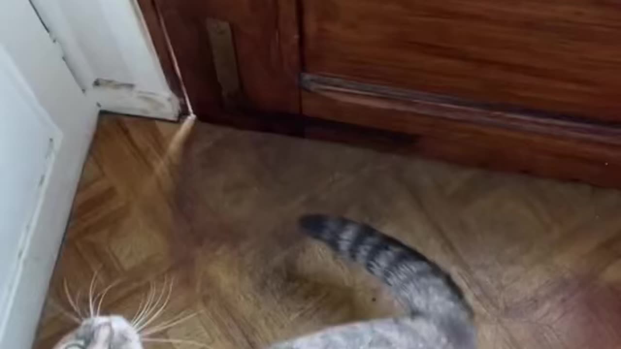 Sounds that attract cats