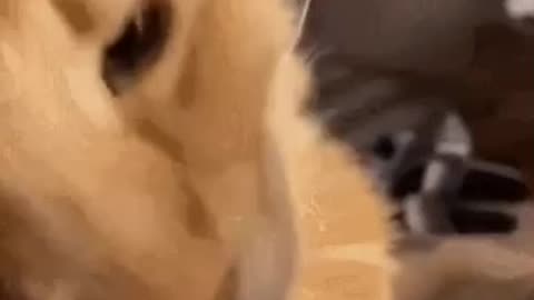 Cute Cat Gif