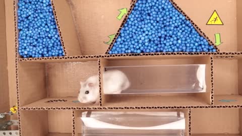 Hamster- Pets