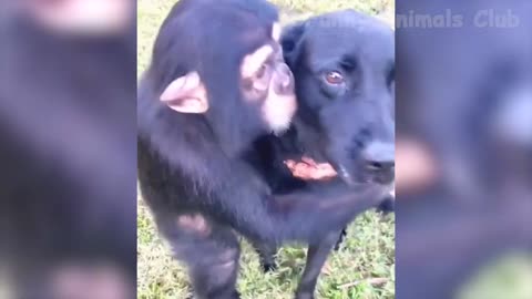 FUNNIEST ANIMAL VIDEOS