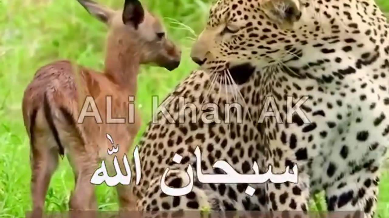 #Animals