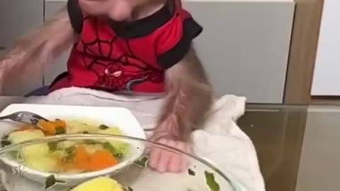 Cute baby monkey