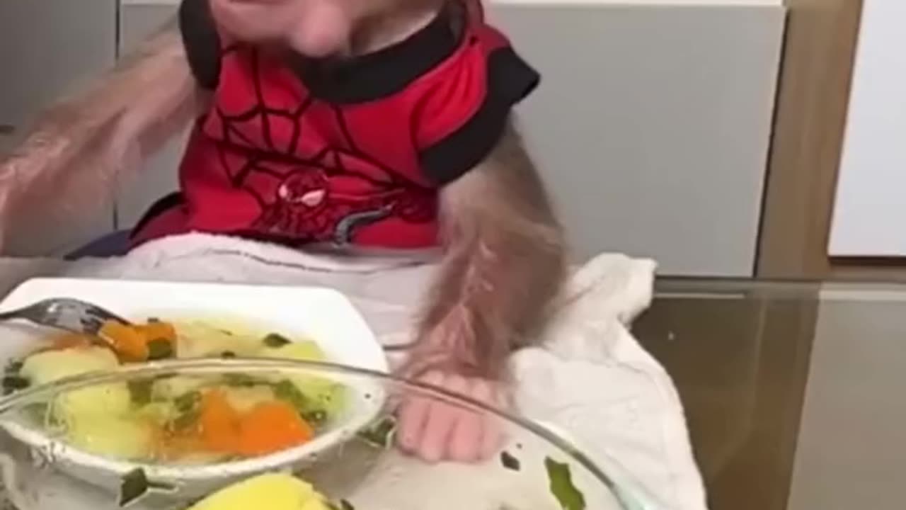 Cute baby monkey