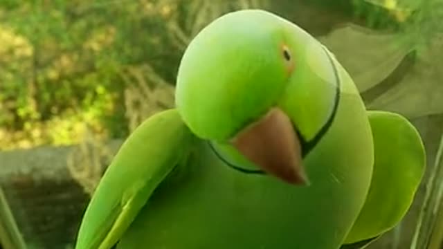 Parrot